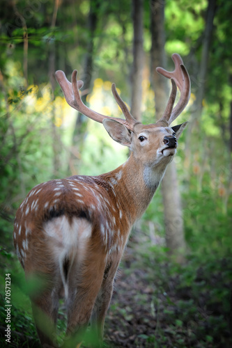 Whitetail Deer