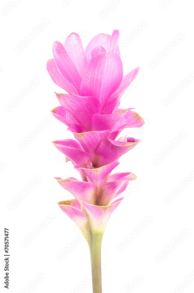 Siam tulip or Curcuma flower Siam tulip or Curcuma flower