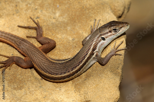 Large Psammodromus - Psammodromus algirus