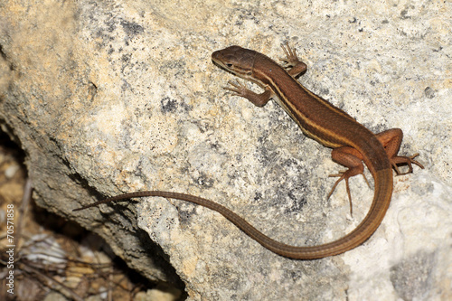 Large Psammodromus - Psammodromus algirus