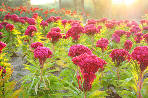 Canvas Print Cockscomb flowers