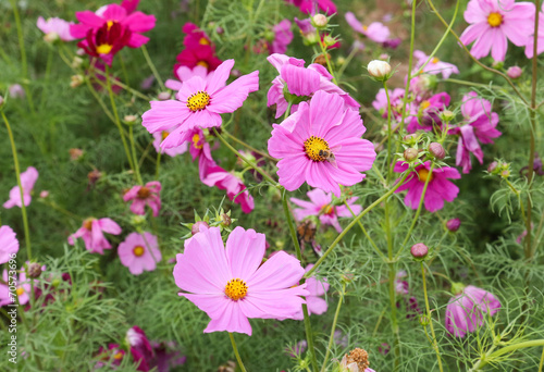 coreopsis