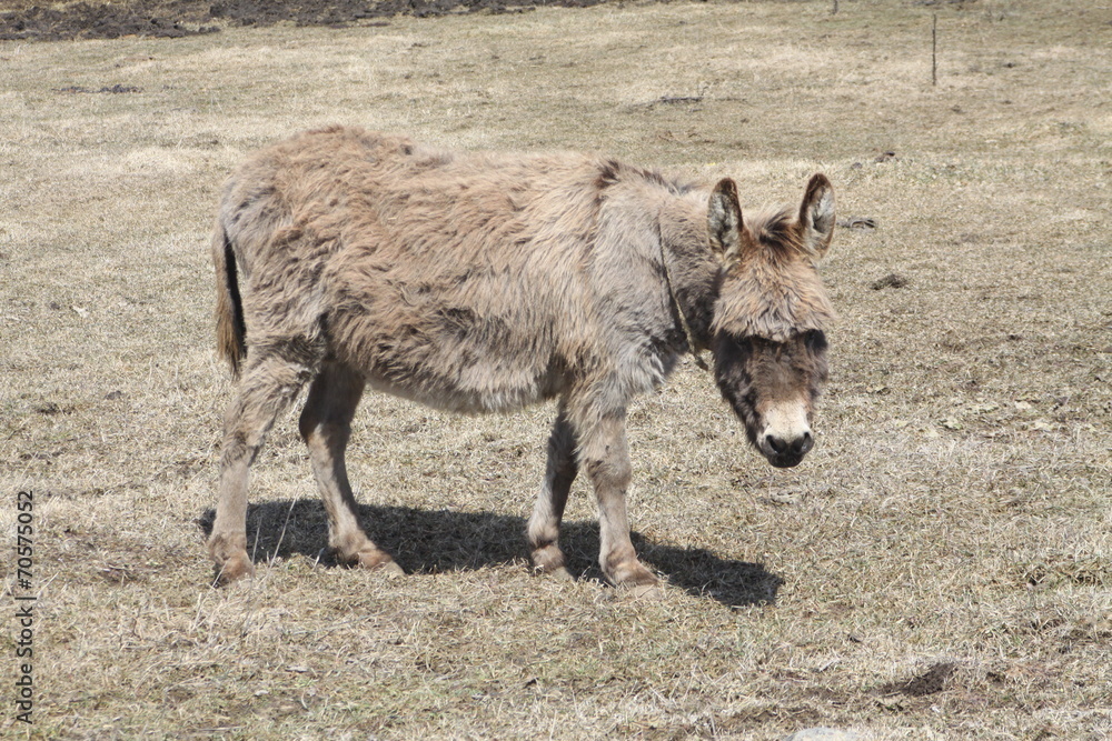 Donkey-Grey Donkey-Grey