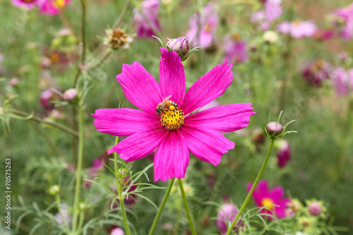 coreopsis