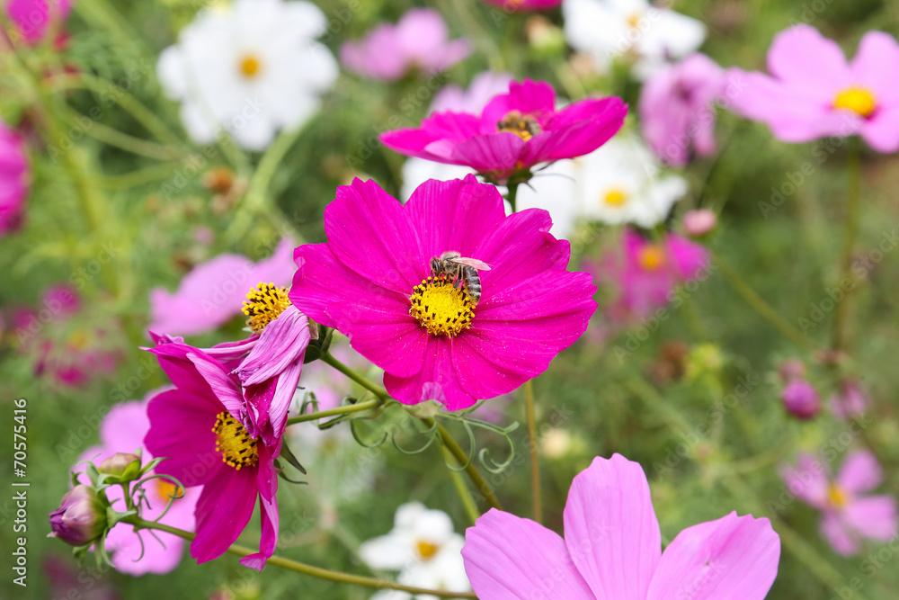coreopsis coreopsis