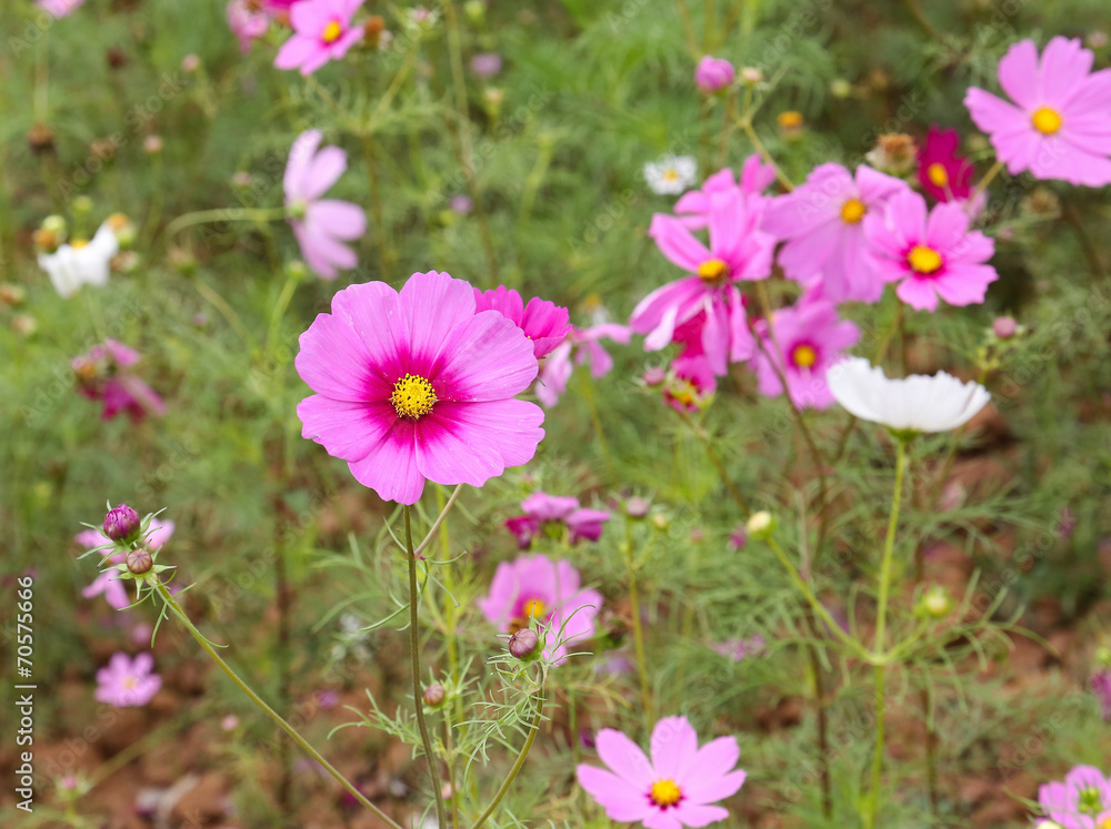 coreopsis