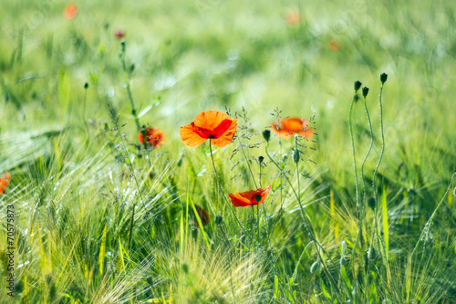 Fototapeta Naklejka Na Ścianę i Meble -  wild poppy flowers