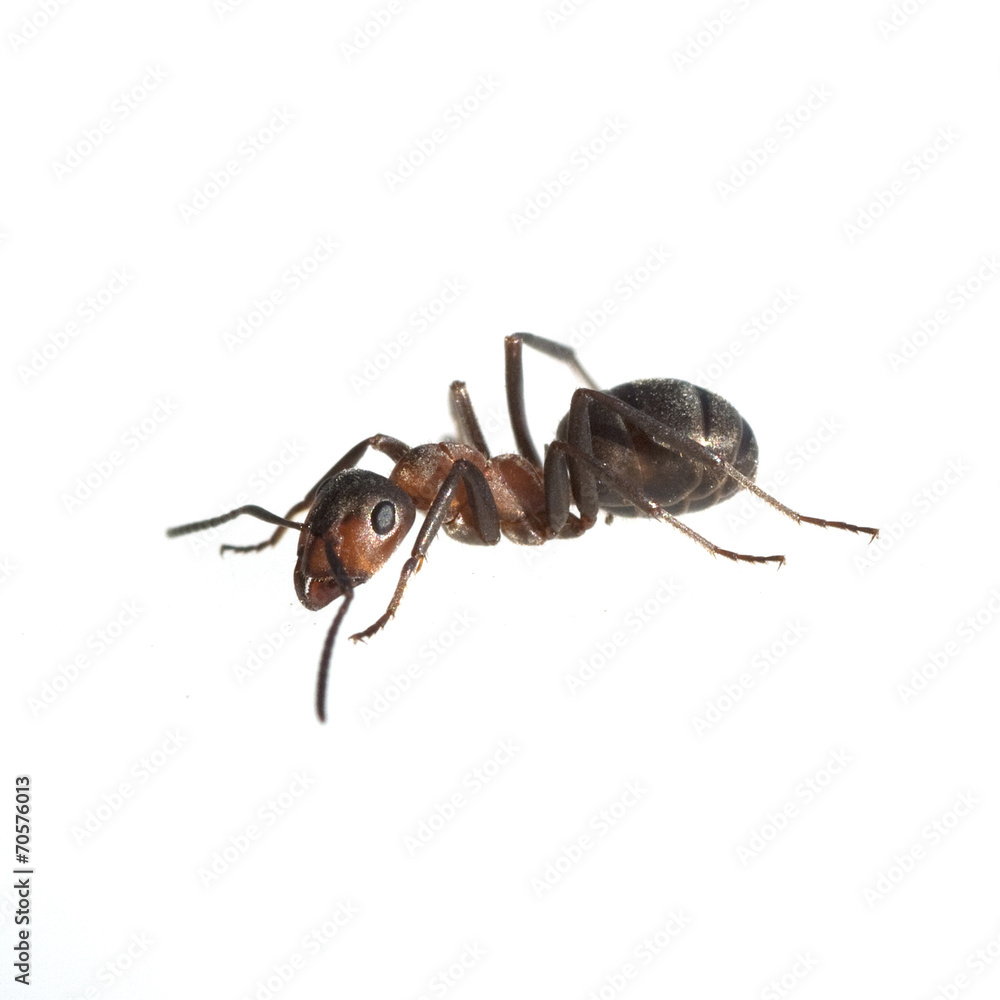Rote; Waldameise; Fuehler; Ameise; Formica; rufa; Rote; Waldameise; Fuehler; Ameise; Formica; rufa;