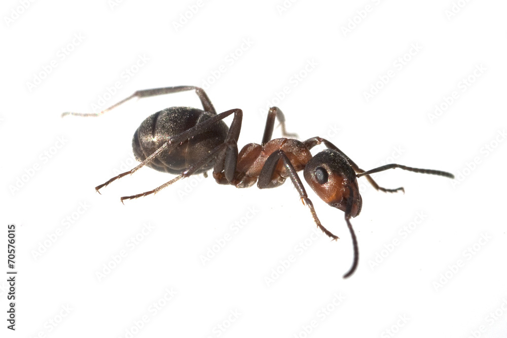 Rote; Waldameise; Fuehler; Ameise; Formica; rufa; Rote; Waldameise; Fuehler; Ameise; Formica; rufa;