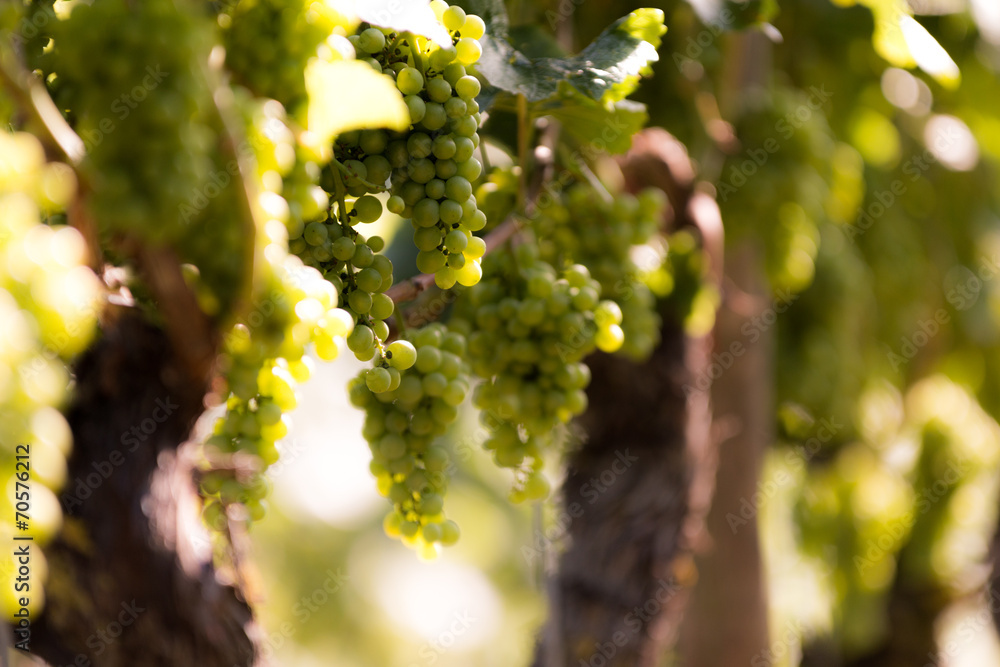 Fototapeta premium Weintrauben