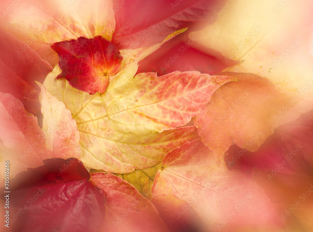 Fototapeta premium Romantic autumn background with leaves