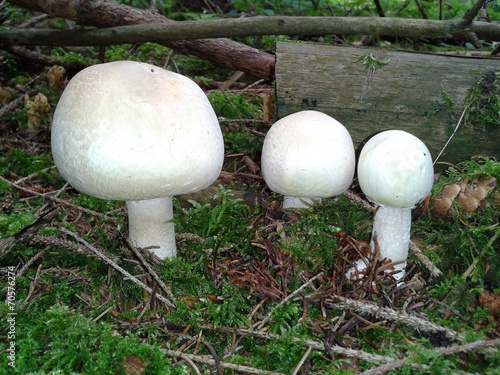 Waldchampignon, Wald-Champignon, Agaricus, silvaticus, photo