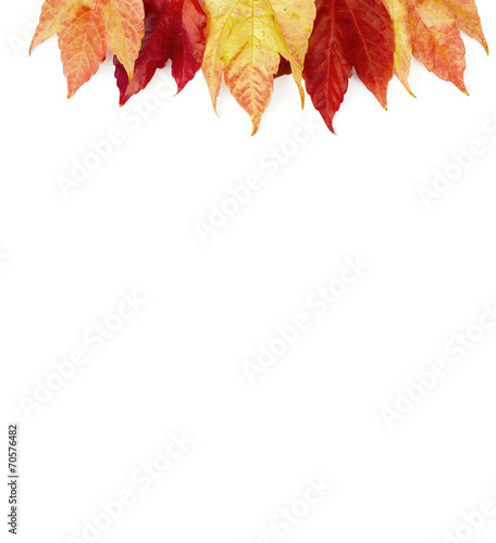 Autumn background  - Frame on white
