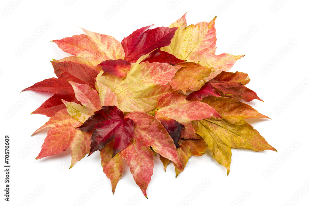 Fototapeta premium beautiful autumn leaves