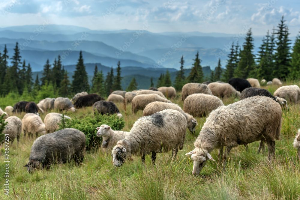 sheeps sheeps