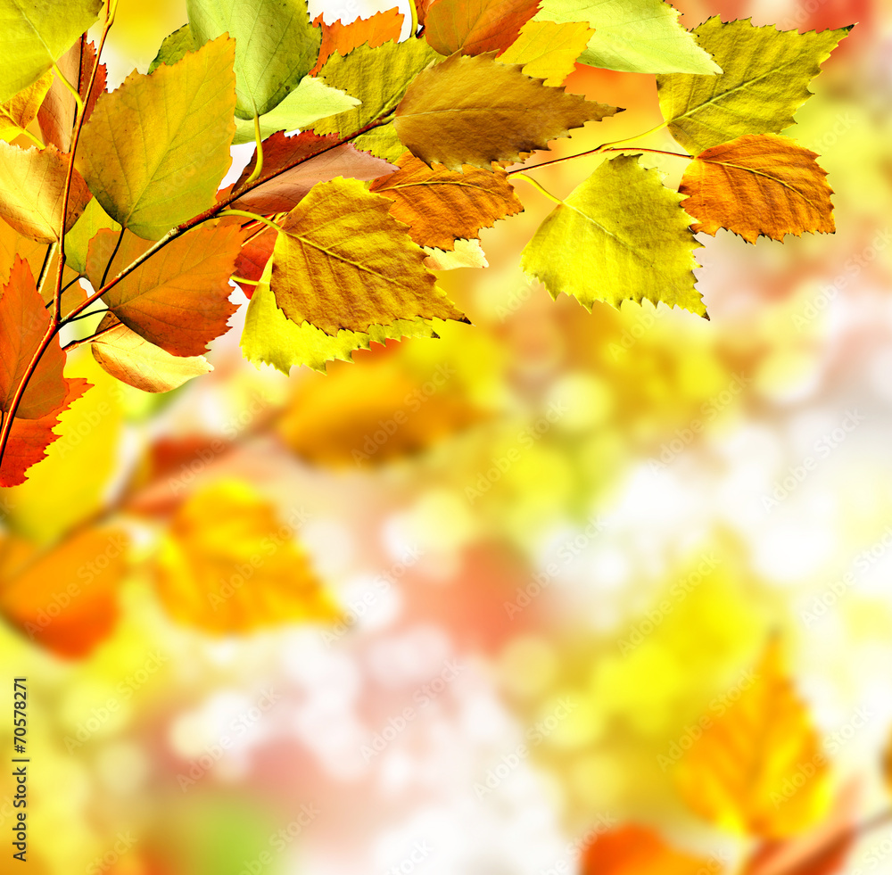 autumn foliage autumn foliage