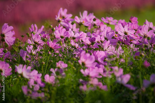 Flower Garden