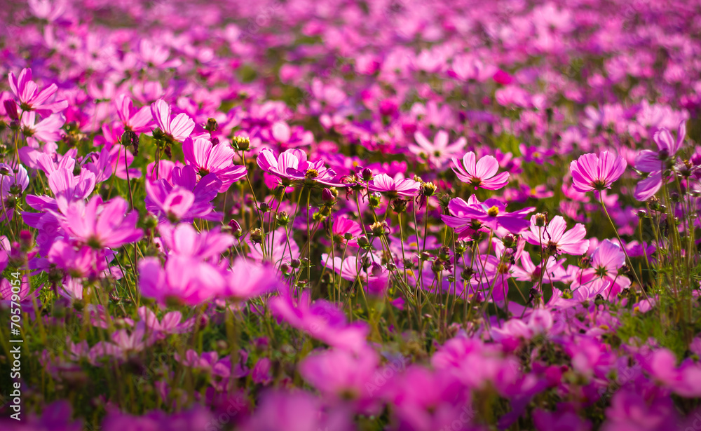 Flower Garden Flower Garden