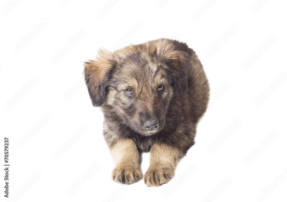 funny cute puppy on white background funny cute puppy on white background