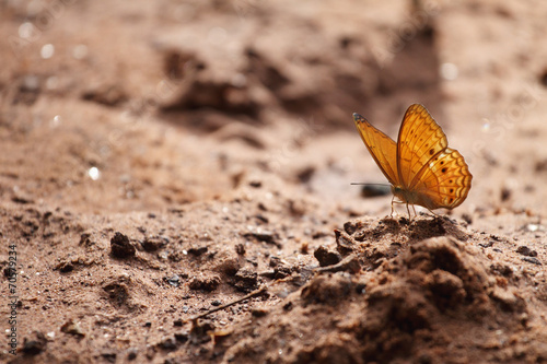 butterfly  on soil ground photo