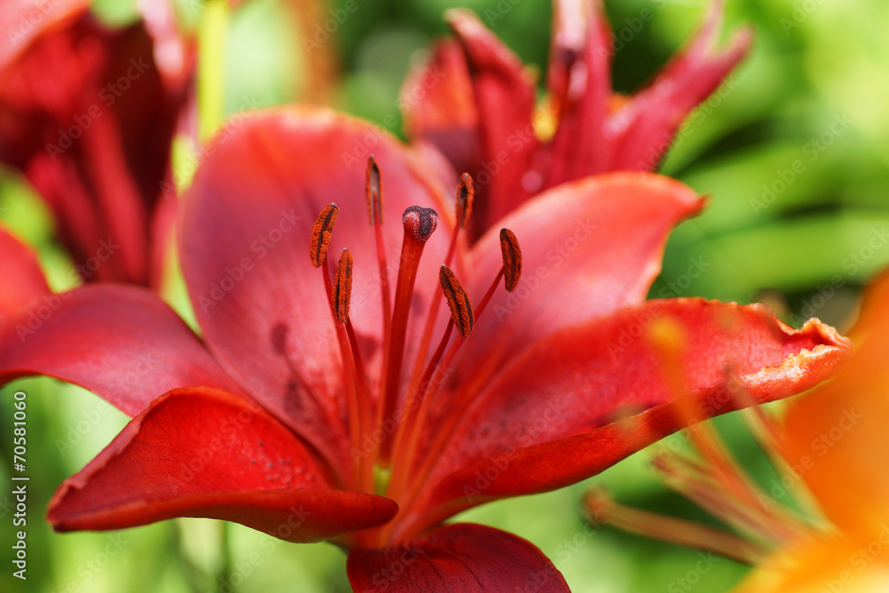 Fototapeta premium Red lily flower