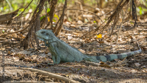 Iguana in riverbank of Brazilian Pantanal