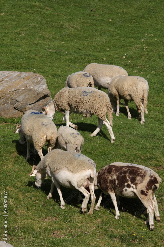 Fototapeta premium Troupeau de moutons,Pyrénées