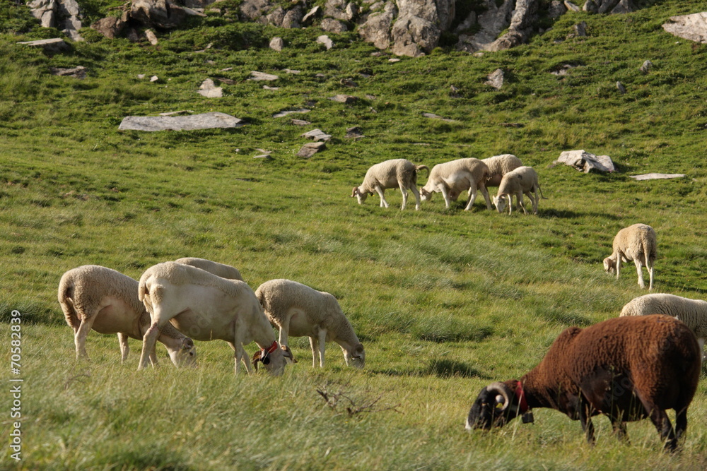 Fototapeta premium Troupeau de moutons,Pyrénées