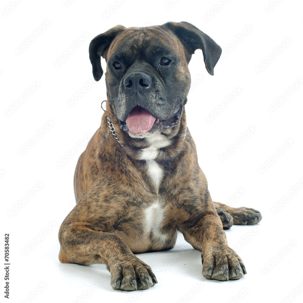 old boxer old boxer
