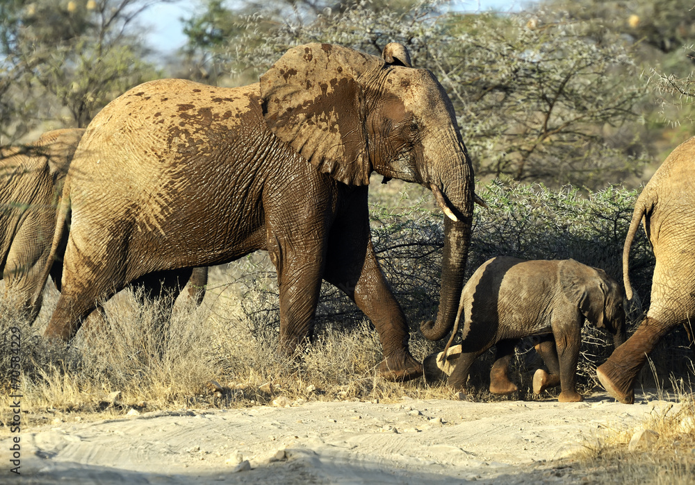 Fototapeta premium Elephant
