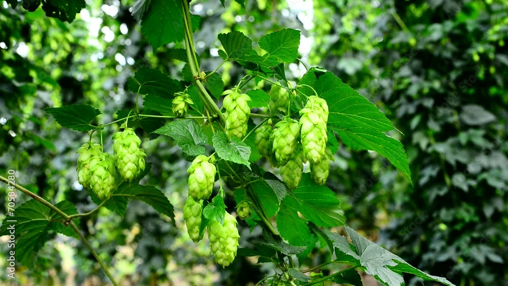 hop garden, zoom in hop garden, zoom in