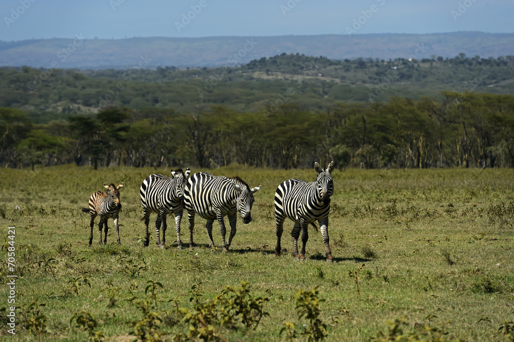Fototapeta premium Zebra