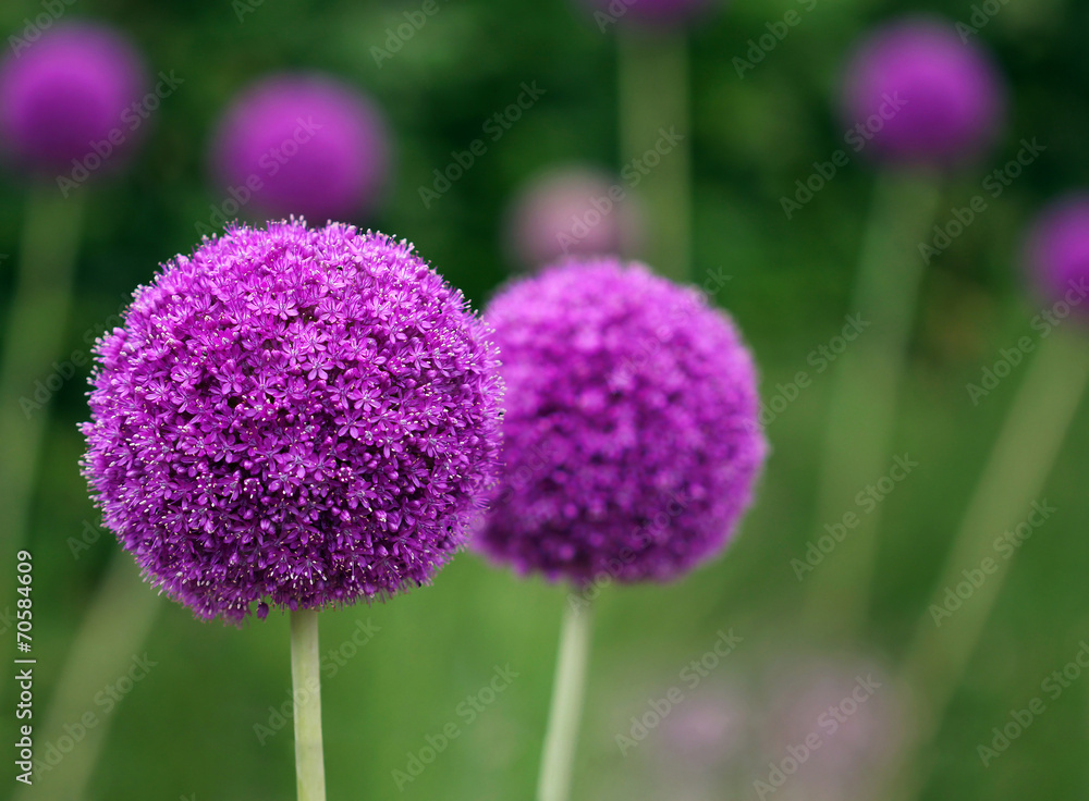Couple of the allium purple flowers growing in the garden - obrazy, fototapety, plakaty 