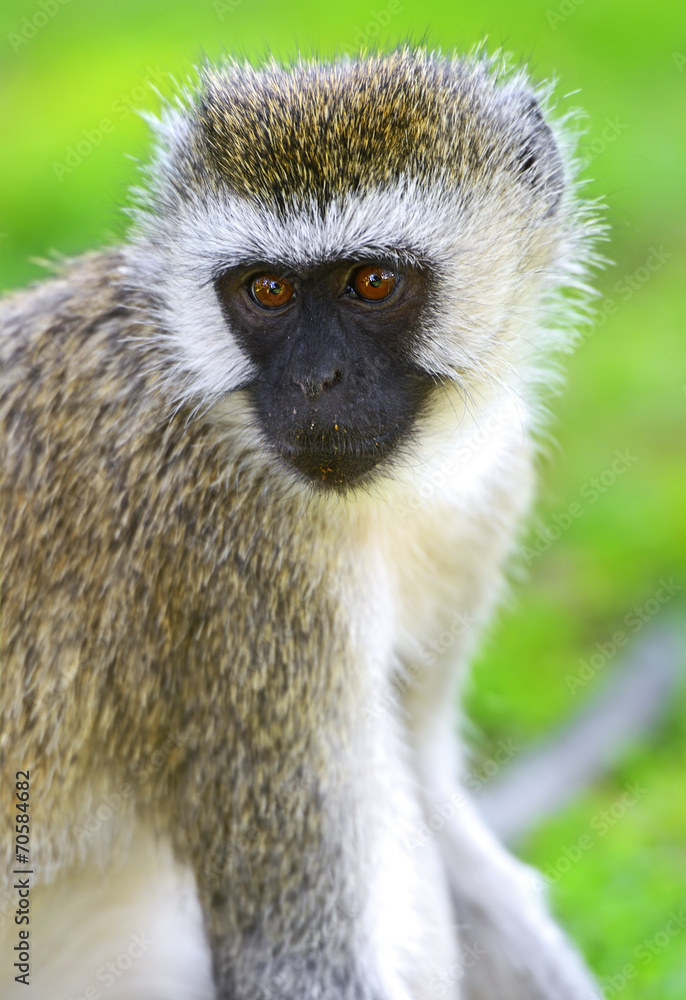Vervet monkey Vervet monkey