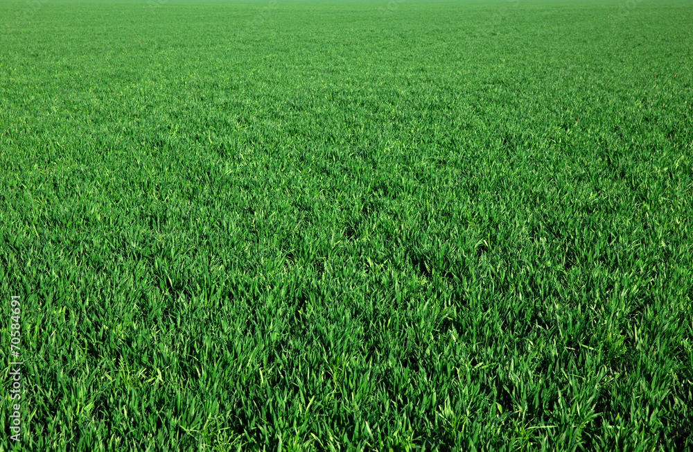 green grass green grass