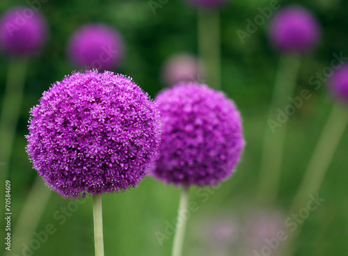 Couple of the allium purple flowers growing in the garden photo