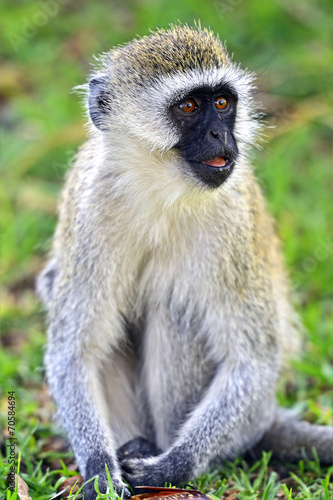 Vervet monkey © kyslynskyy