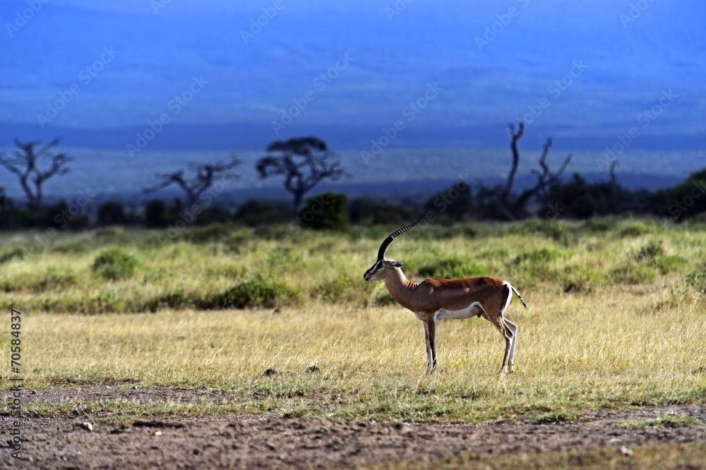 Fototapeta premium Grant's gazelle