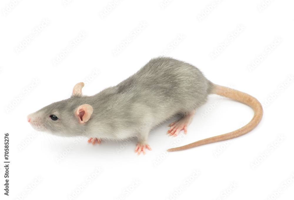 rat rat