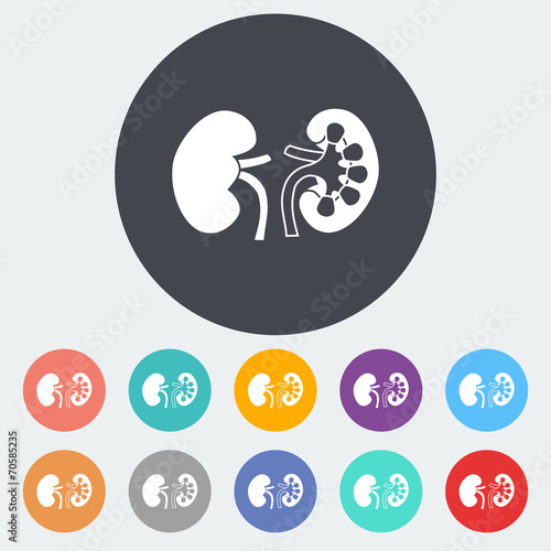 Human Kidney.