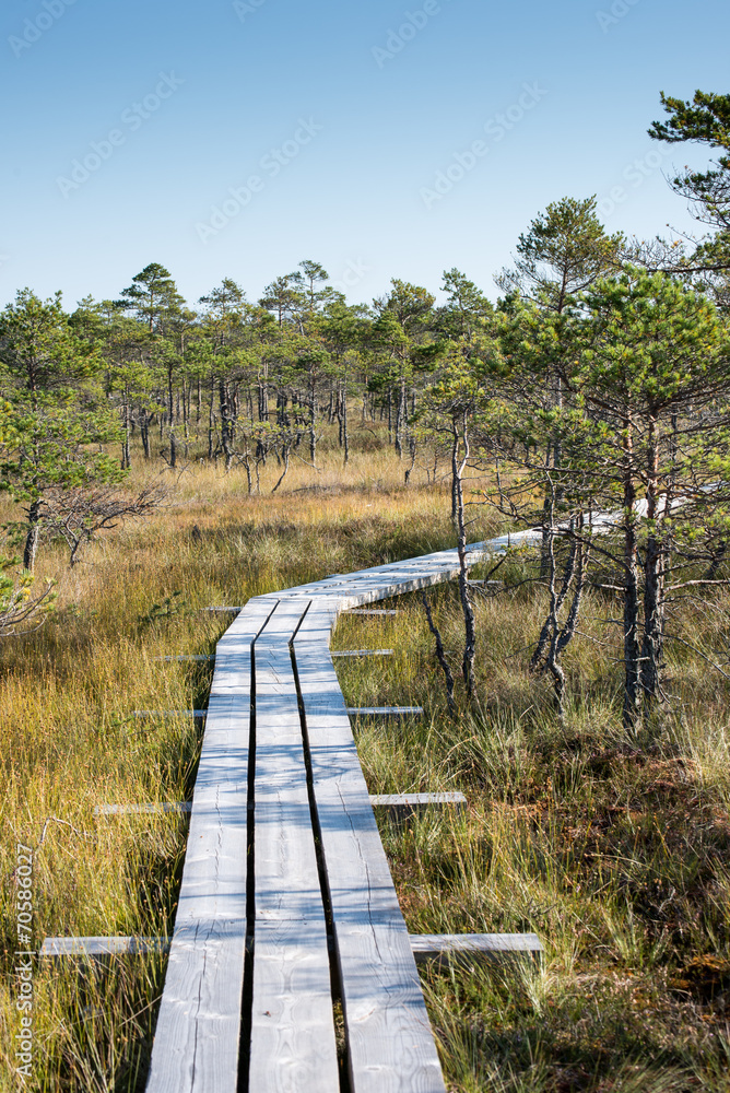 Fototapeta premium Beautiful tranquil landscape of misty swamp lake