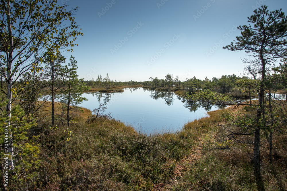 Beautiful tranquil landscape of misty swamp lake Beautiful tranquil landscape of misty swamp lake