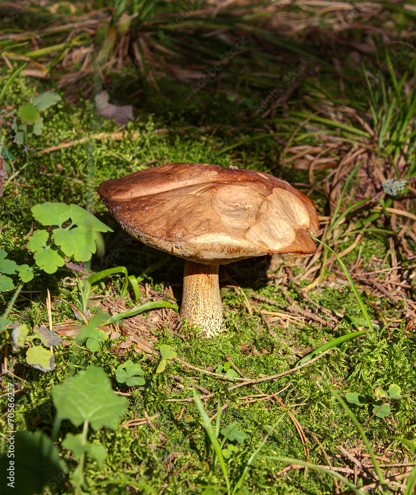 boletus mushroom in the moss boletus mushroom in the moss