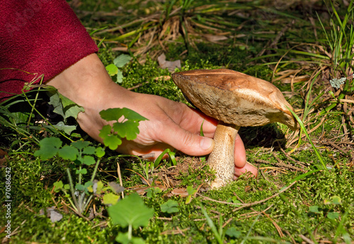 human hand snatches mushroom(Leccinum scabrum) out of the land