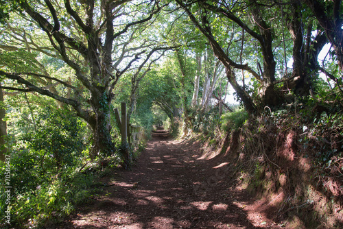Fencing And Trees Beside A Terrace Road