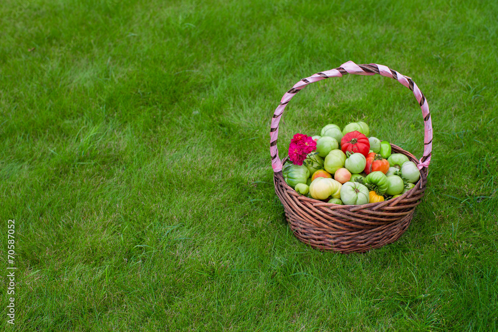 Large basket full of harvested tomatoes on green grass Large basket full of harvested tomatoes on green grass