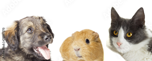 Fototapeta Naklejka Na Ścianę i Meble -  cat and dog and guinea pig looking up