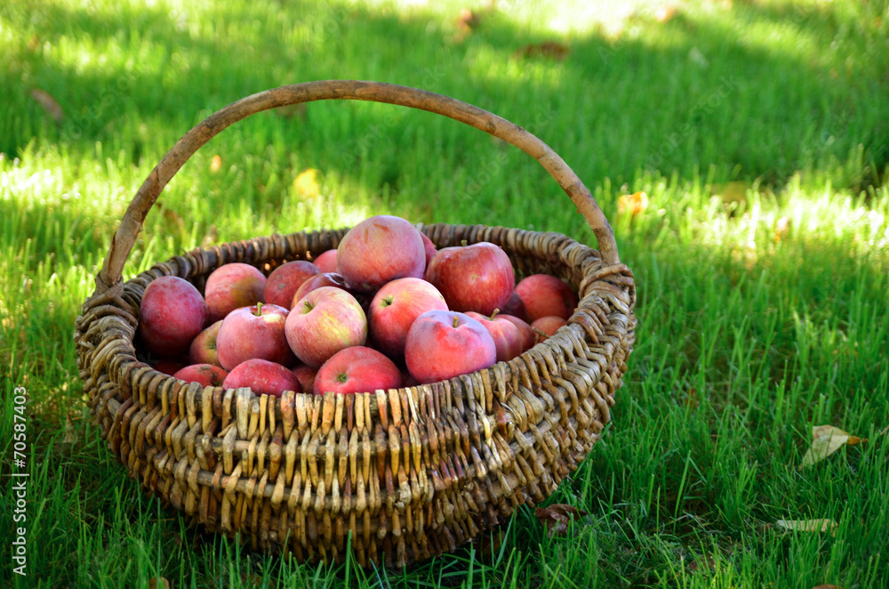 Organic apples in wicker basket Organic apples in wicker basket