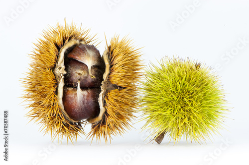 Chestnuts on white background photo