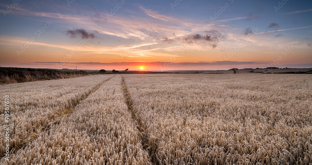 Barley Field in the Cornish Countryside